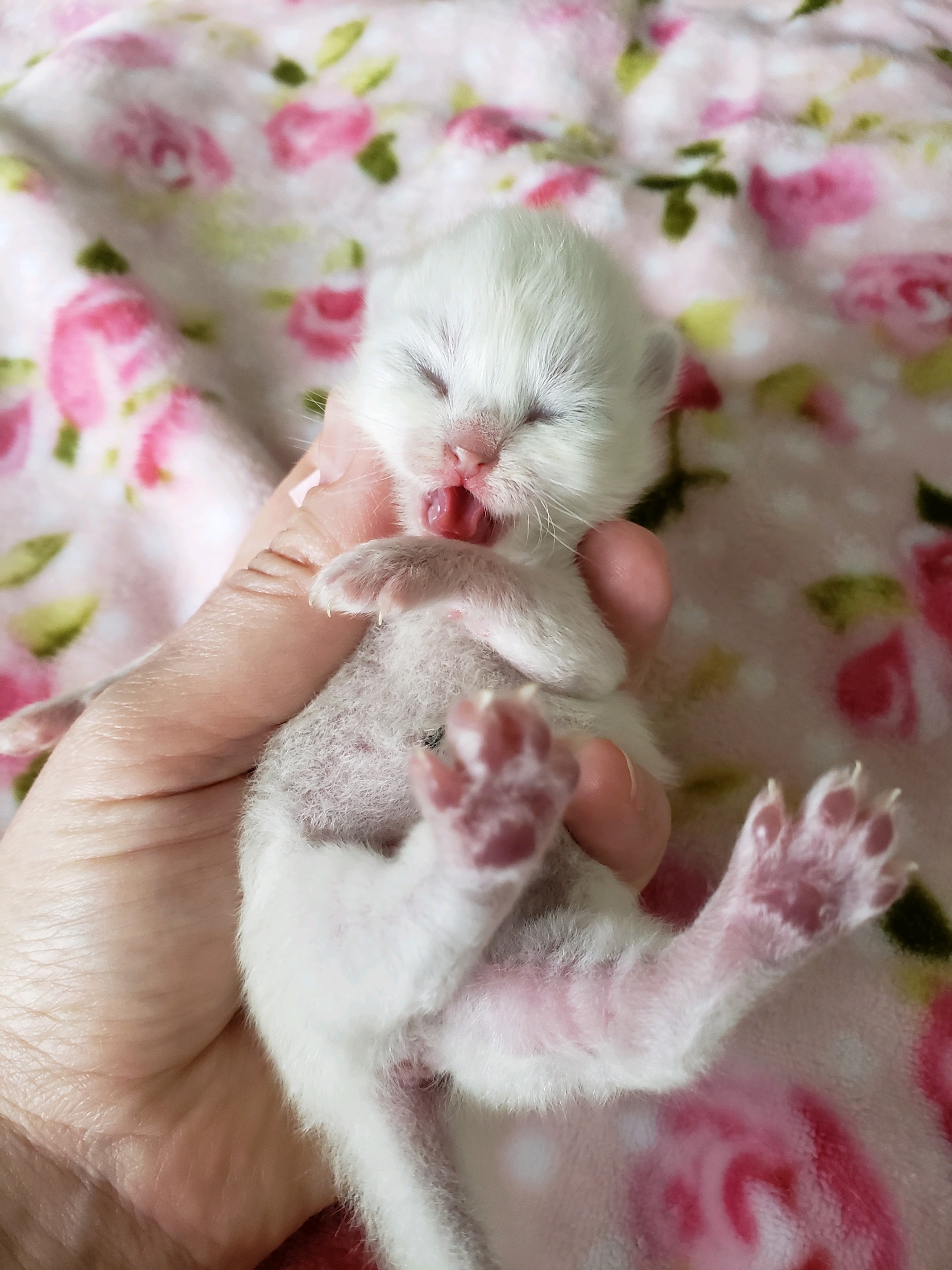 Traditional blue lynx point kitten and a traditional blue lynx mitted kitten. Ragdoll breeder in Portland, Oregon.