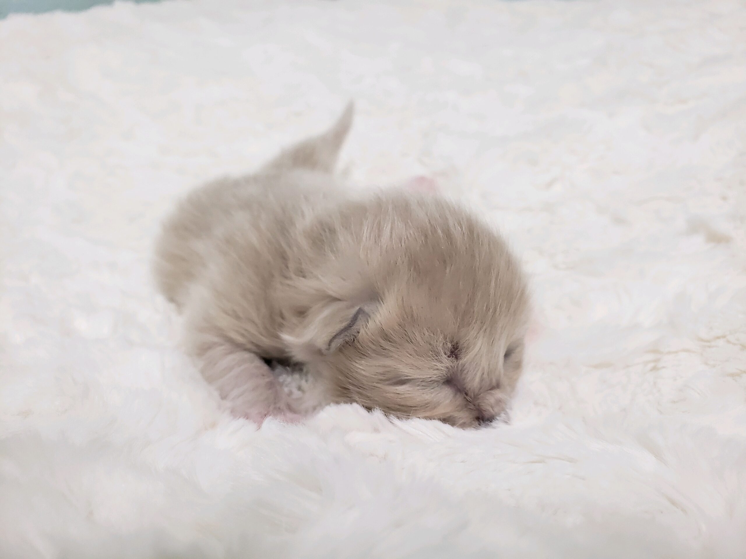 blue mink Cherubim Ragdoll kitten. Ragdoll breeder in Washington State. Portland, Oregon and Vancouver, WA. Seattle, Olympia.