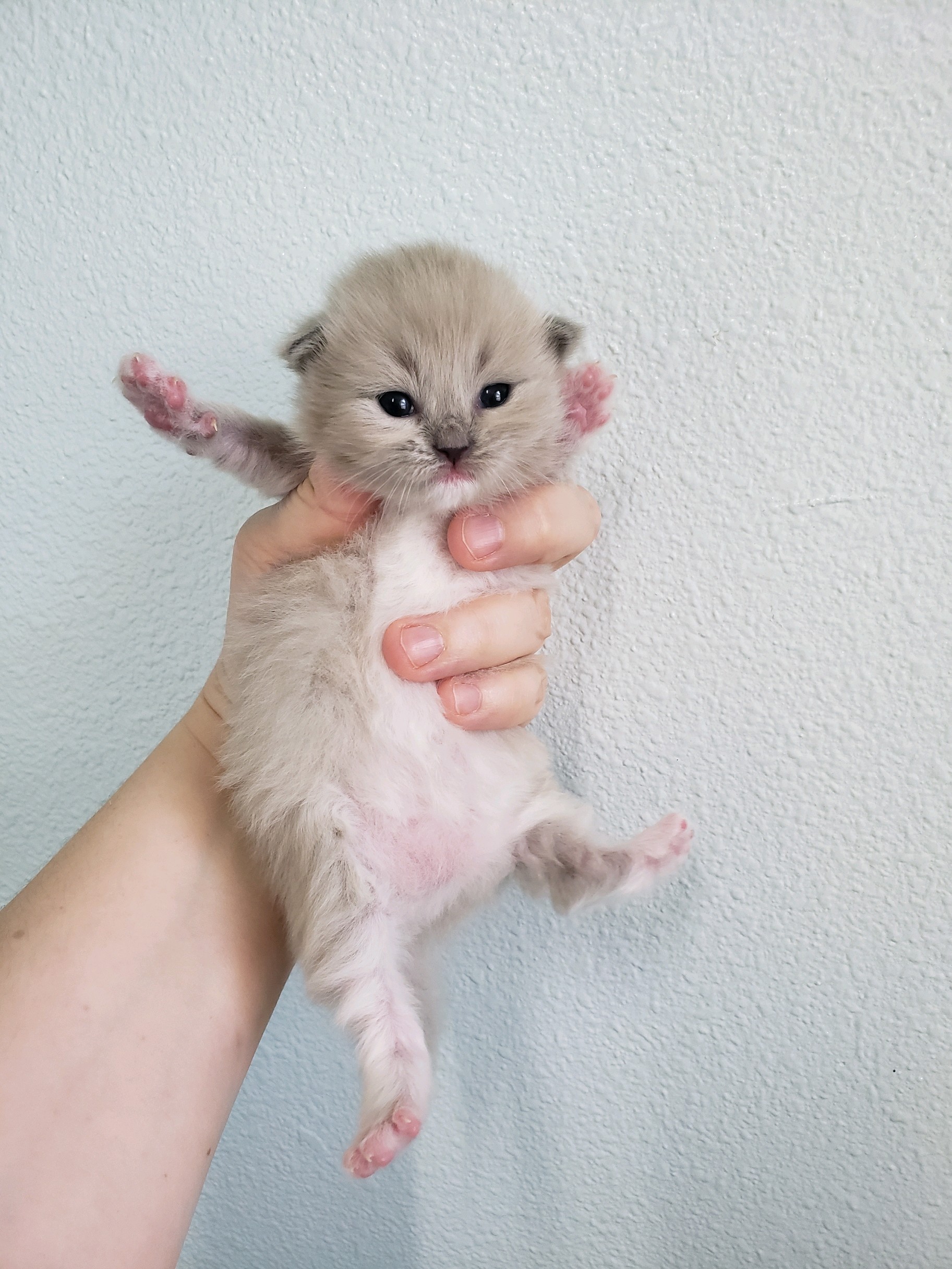 blue mink Cherubim Ragdoll kitten. Ragdoll breeder in Washington State. Portland, Oregon and Vancouver, WA. Seattle, Olympia.