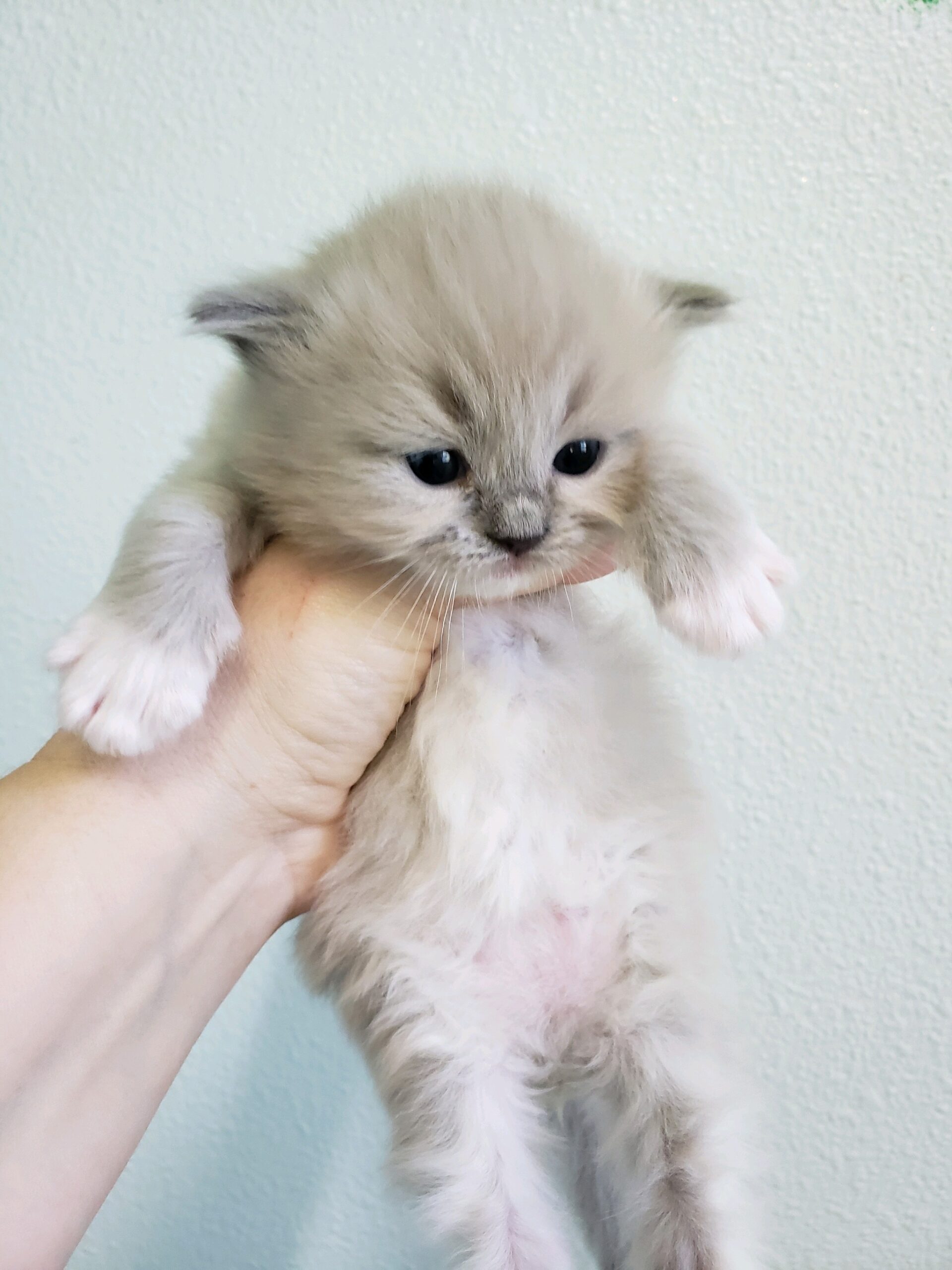 blue mink Cherubim Ragdoll kitten. Ragdoll breeder in Washington State. Portland, Oregon and Vancouver, WA. Seattle, Olympia.