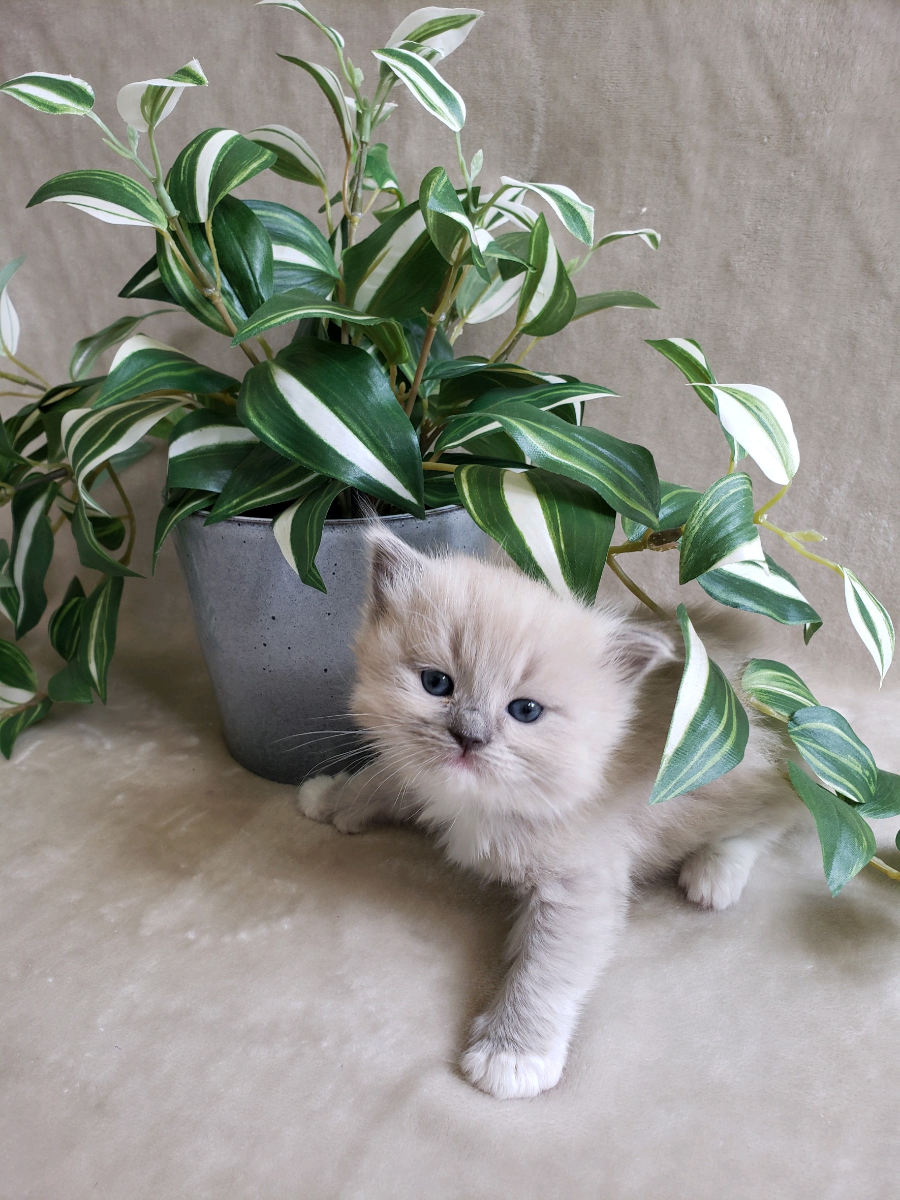 blue mink Cherubim Ragdoll kitten. Ragdoll breeder in Washington State. Portland, Oregon and Vancouver, WA. Seattle, Olympia.