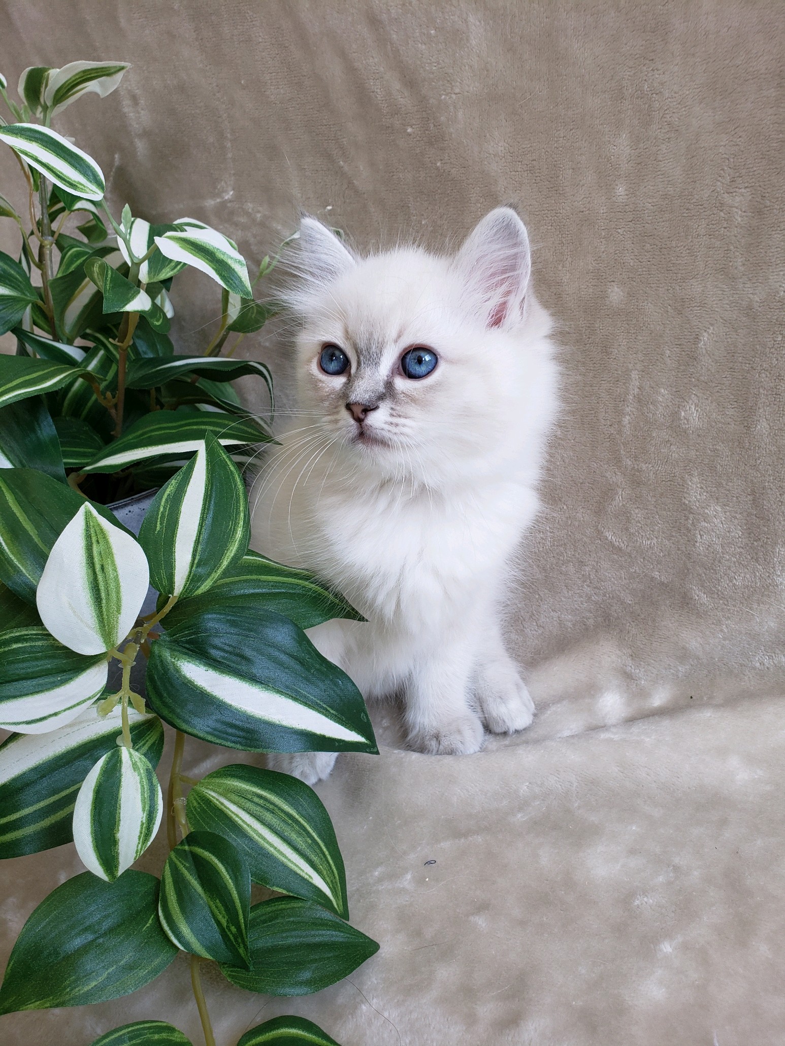 blue lynx point Ragdoll kitten
