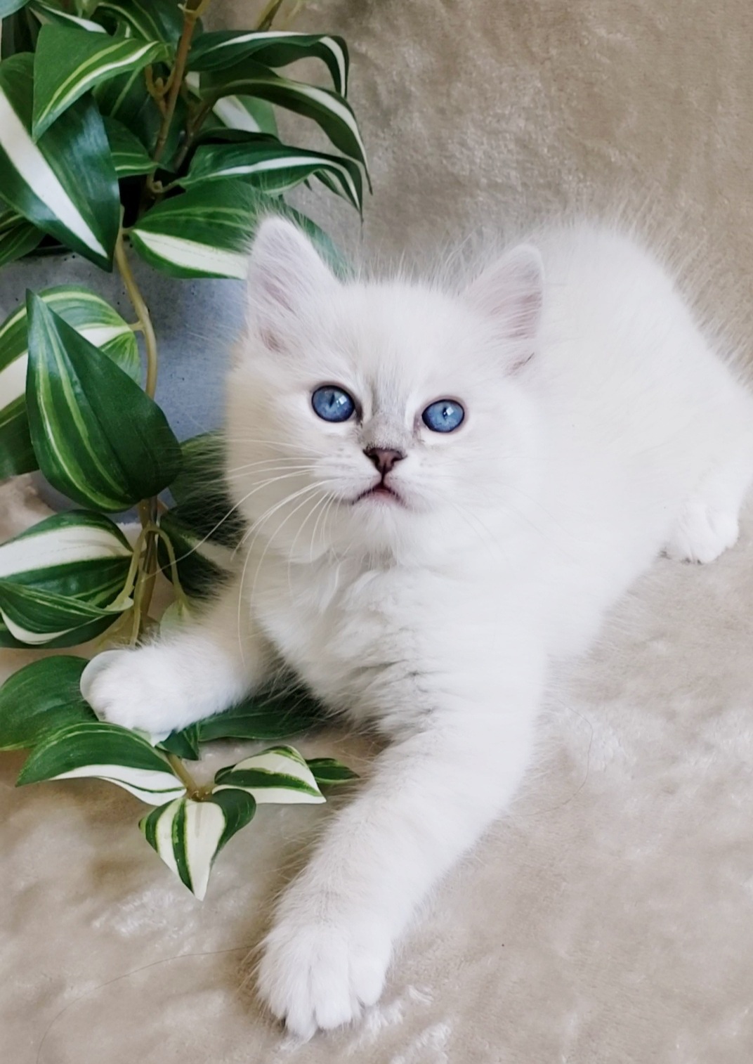 blue lynx Ragdoll kitten mitted