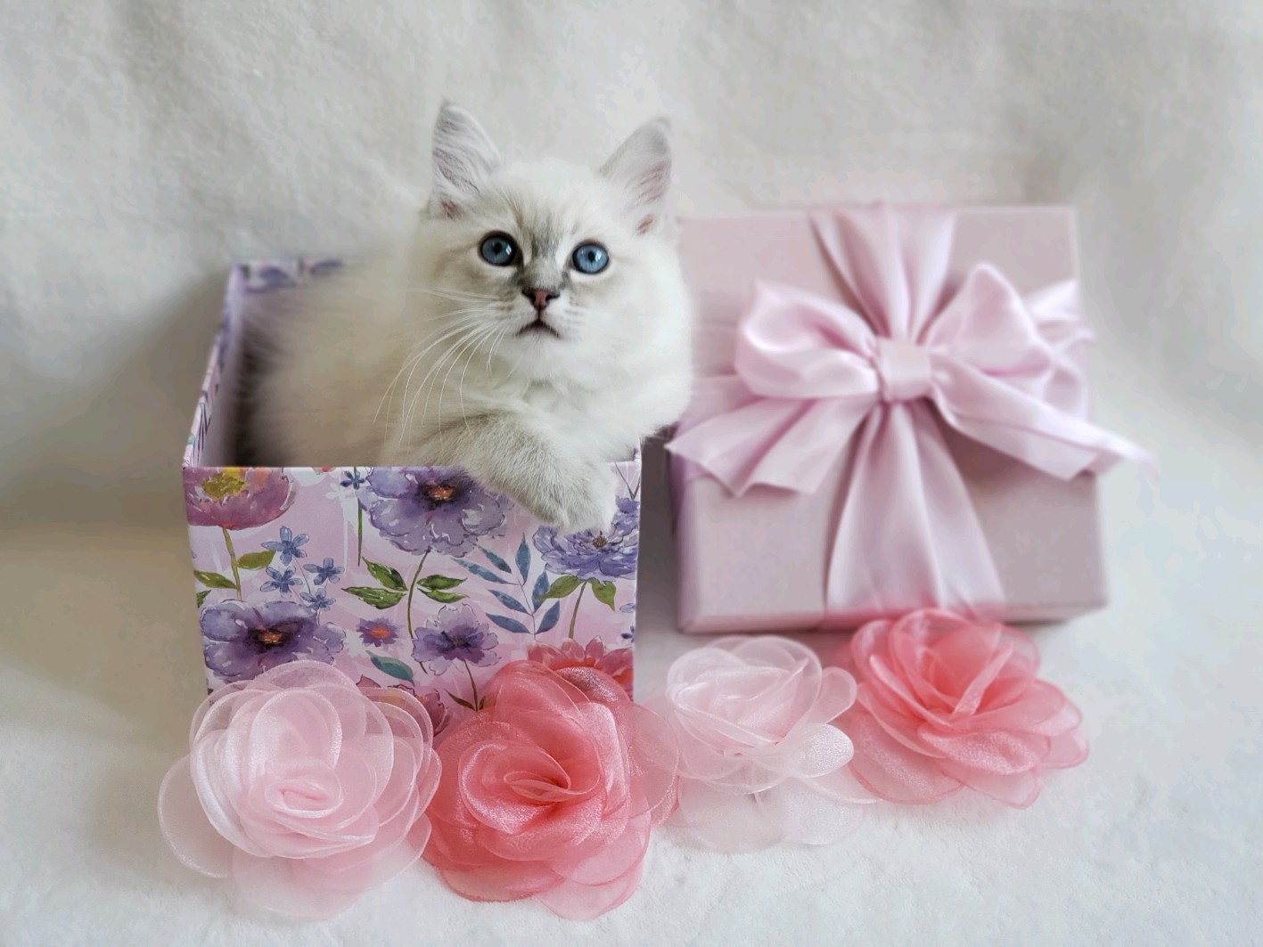 blue lynx Ragdoll kittens for sale Washington State