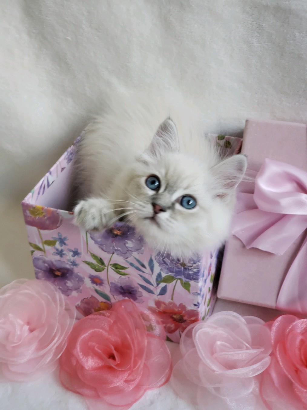 blue lynx Ragdoll kittens for sale Washington State