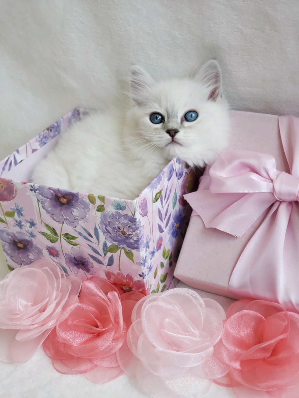 blue lynx Ragdoll kittens for sale Washington State