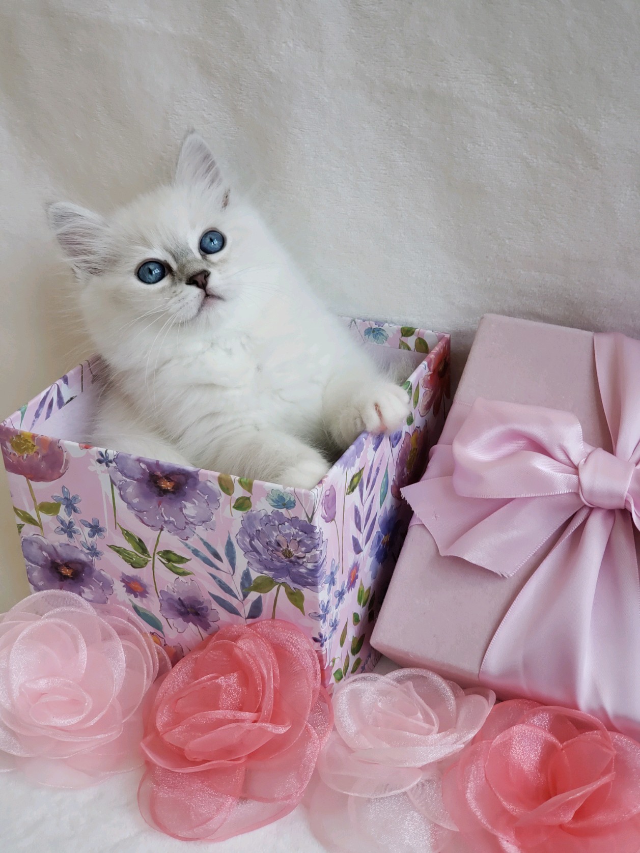 Traditional blue lynx point kitten and a traditional blue lynx mitted kitten. Ragdoll breeder in Portland, Oregon.
