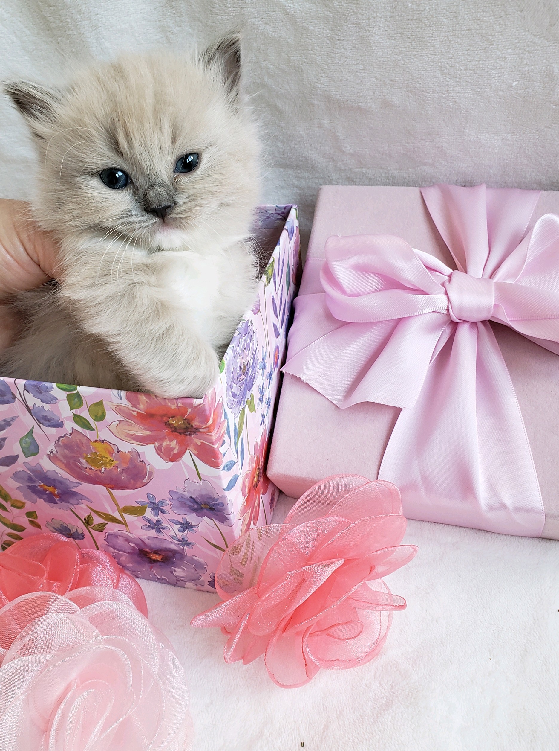 blue mink Cherubim Ragdoll kitten. Ragdoll breeder in Washington State. Portland, Oregon and Vancouver, WA. Seattle, Olympia.