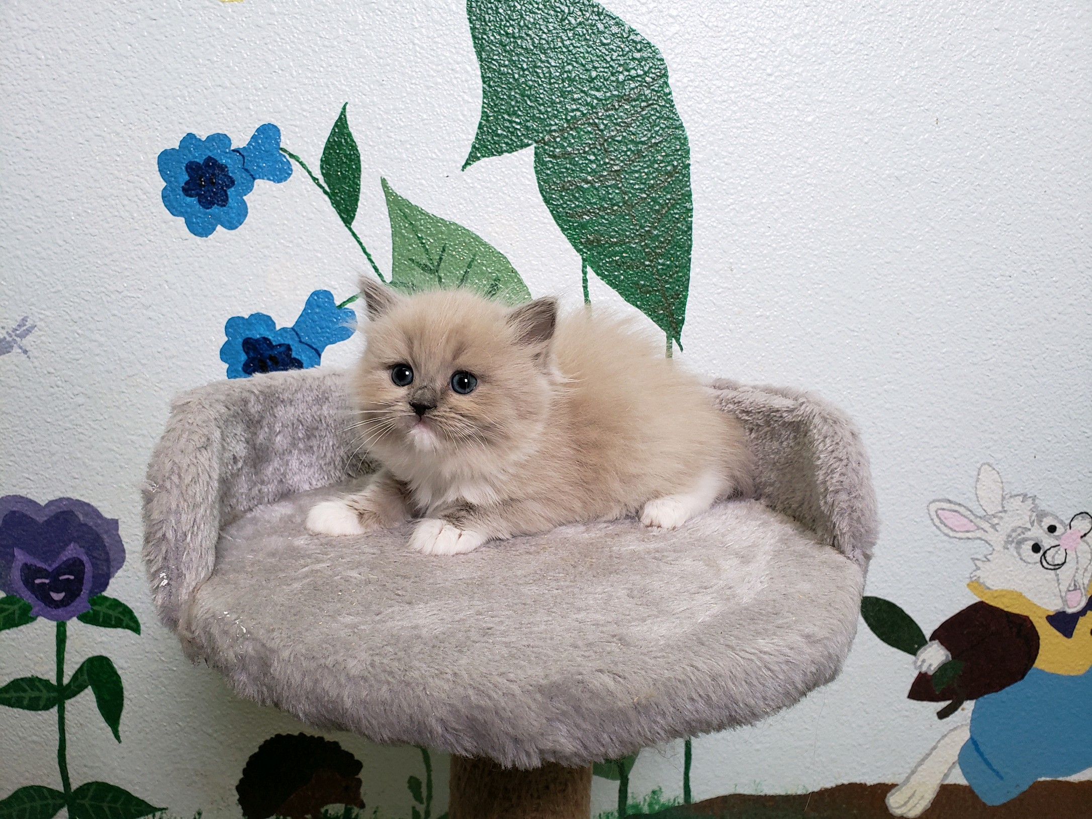 blue mink Cherubim Ragdoll kitten. Ragdoll breeder in Washington State. Portland, Oregon and Vancouver, WA. Seattle, Olympia.