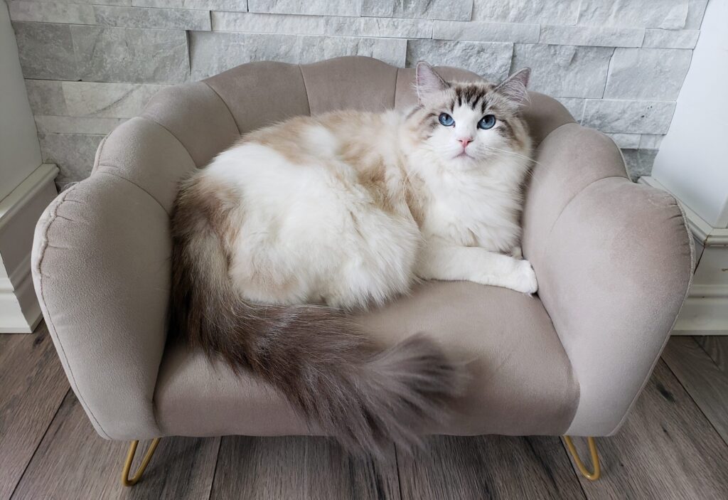 Traditional seal lynx bicolor Ragdoll
