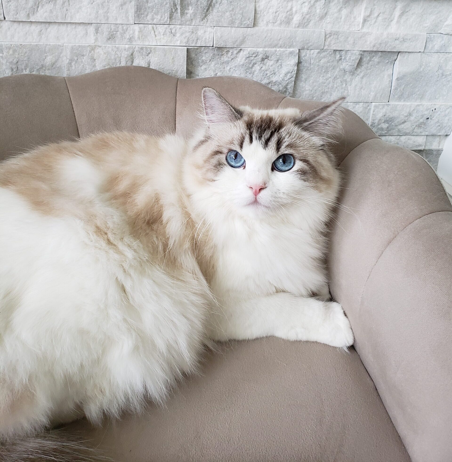 20250401_150900 Traditional seal lynx bicolor Ragdoll