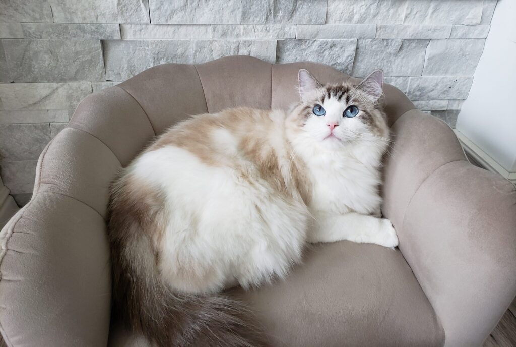 Traditional seal lynx bicolor Ragdoll