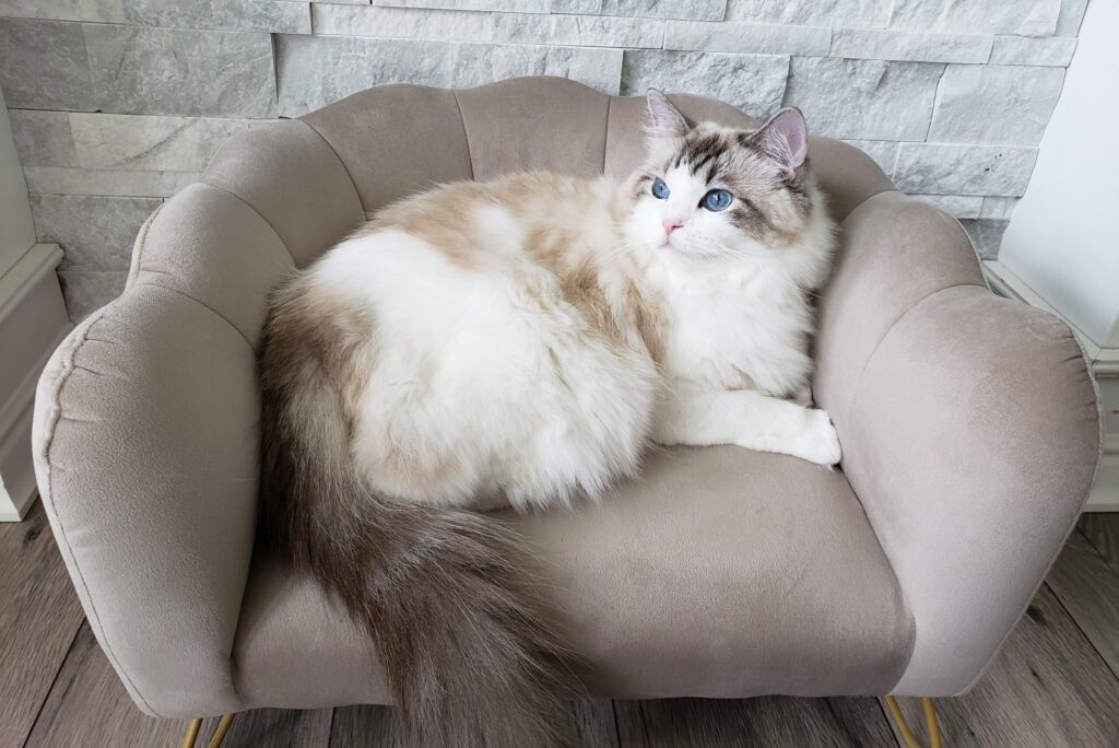 Traditional seal lynx bicolor Ragdoll