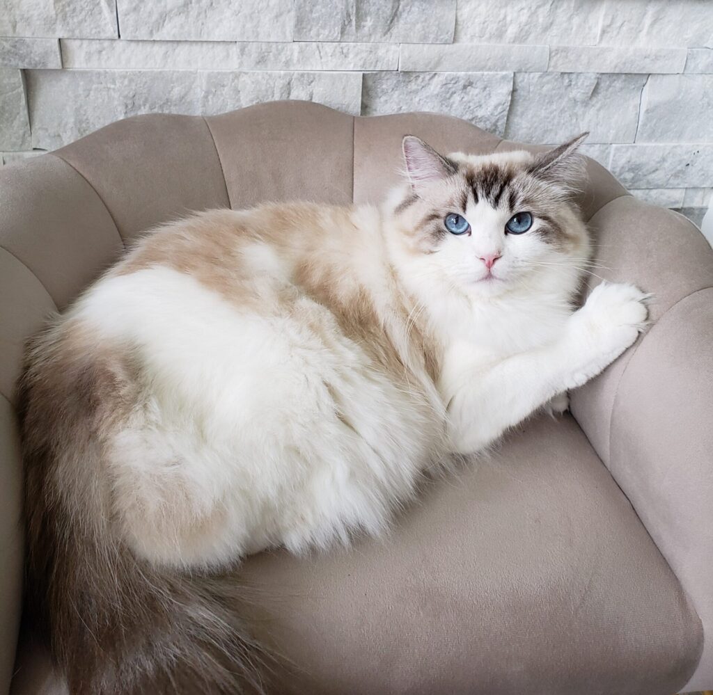 Traditional seal lynx bicolor Ragdoll