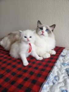 Traditional blue bicolor Ragdoll