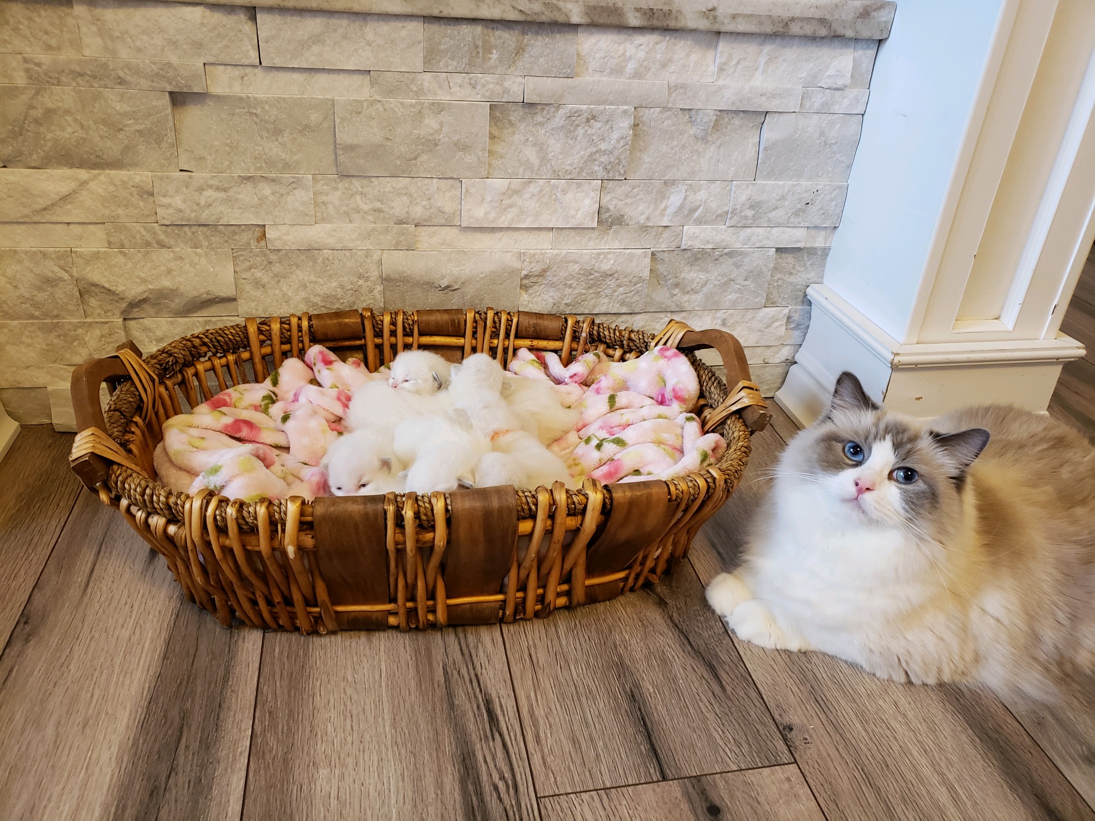 blue bicolor ragdolls