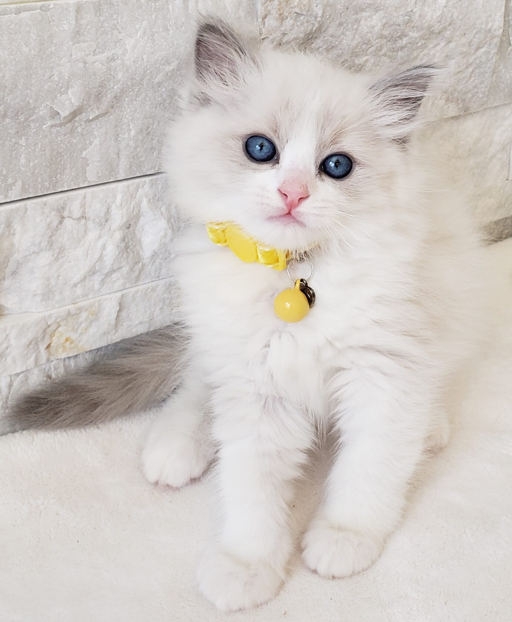 Traditional blue bicolor kitten
