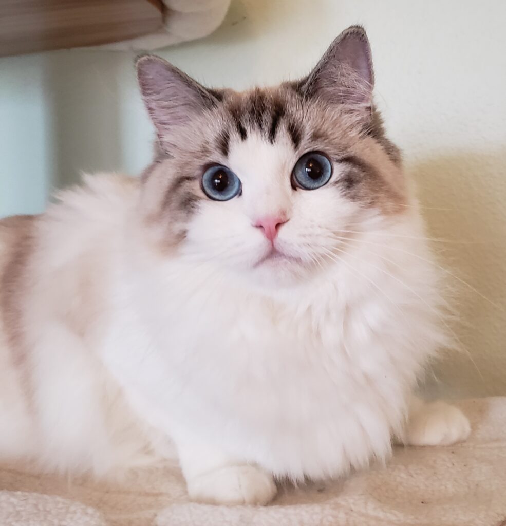 traditional seal lynx bicolor Ragdoll