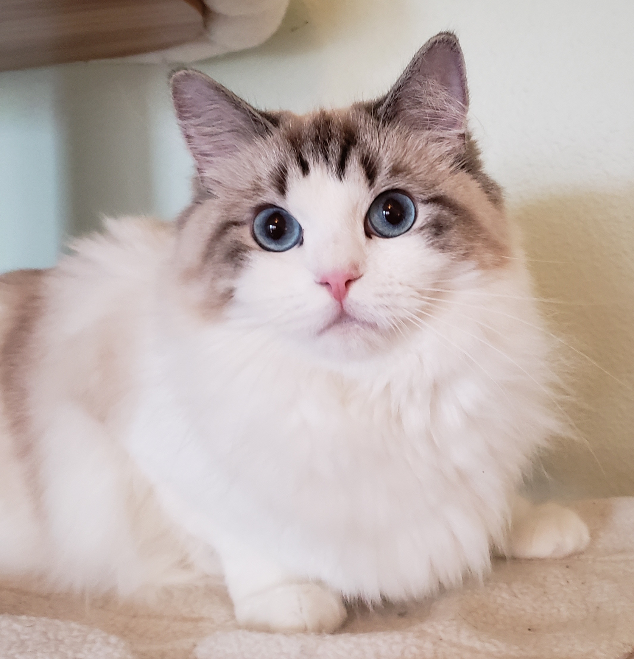 20250220_120125 traditional seal lynx bicolor Ragdoll