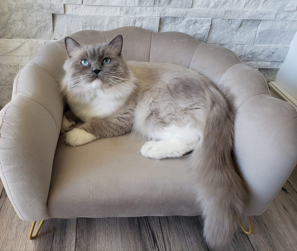 traditional blue mitted Ragdoll