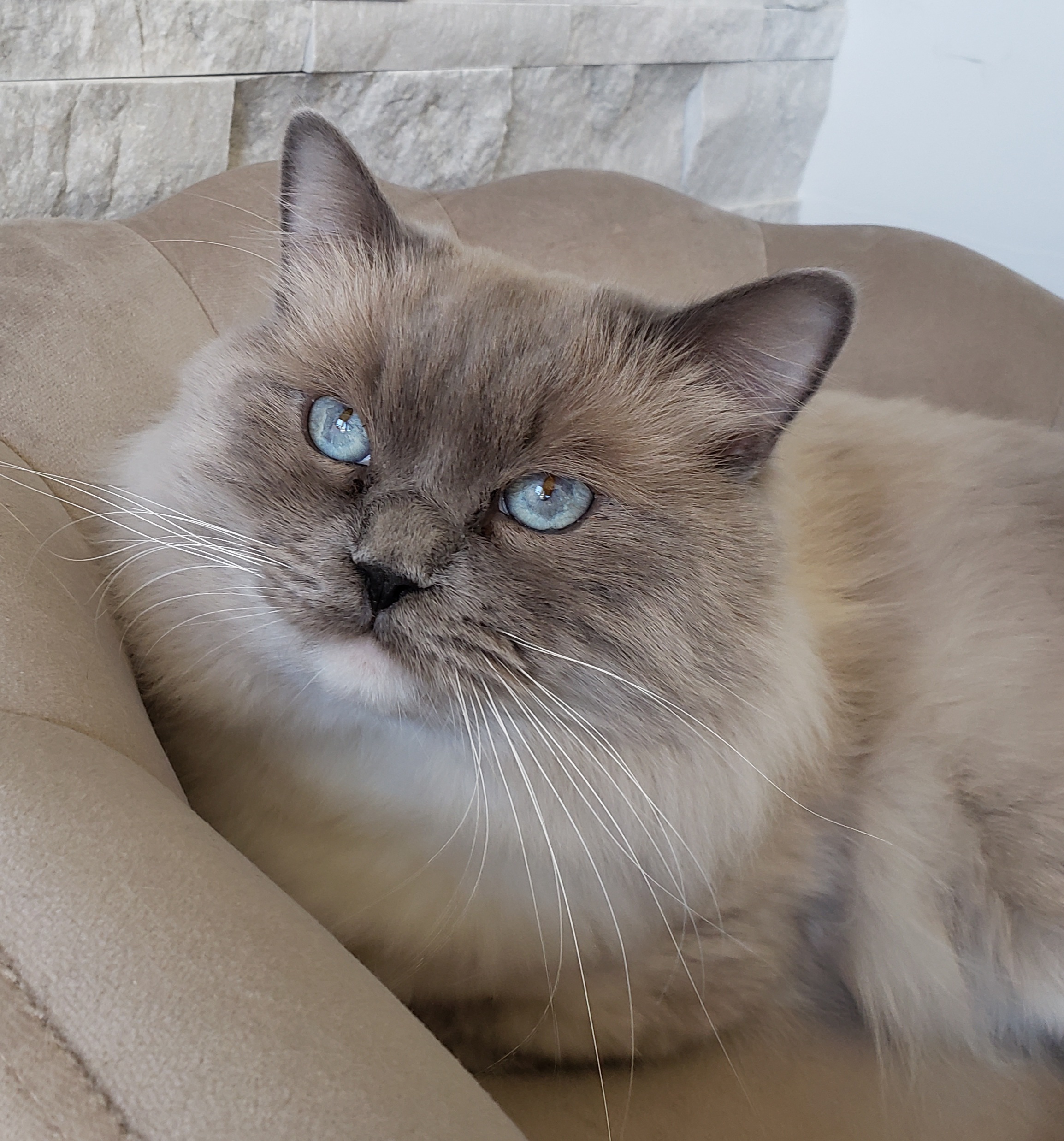 20260518_153021 traditional blue mitted Ragdoll Portland, OR breeder