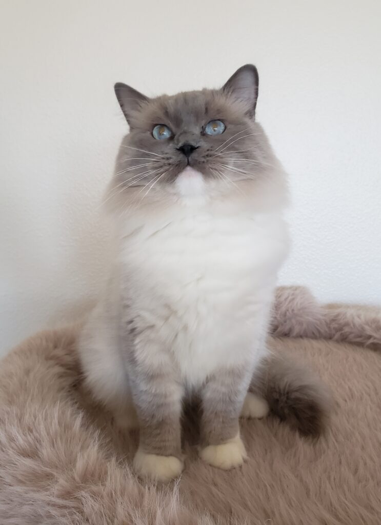 traditional blue mitted Ragdoll Portland, OR breeder