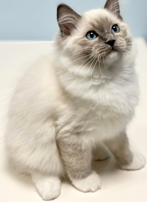 traditional blue mitted Ragdoll Portland, OR breeder