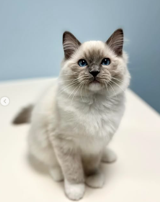 traditional blue mitted Ragdoll Portland, OR breeder